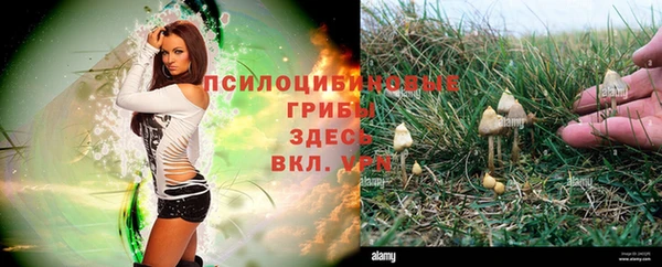 прущие грибы Иннополис